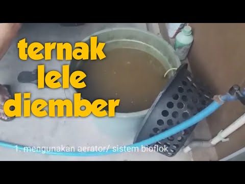 Ternak Lele Di Ember - Tentang Kolam Kandang Ternak