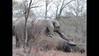 Elephant funeral, Rare footage of Elephant behaviour.