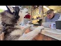 Husky hits the Jackpot again when he revisits the Friendliest food stand man ever!