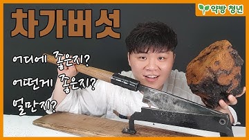 차가버섯의 효능? 좋은거 구별법? 가격?