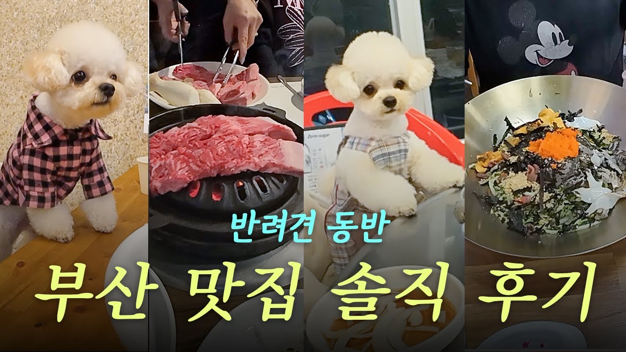 강아지랑 부산 오면 여기 가세요❗️ㅣ반려견 동반 맛집ㅣ부산 맛집ㅣ부산 반려견 동반ㅣ맛집 후기