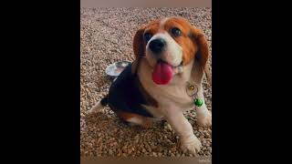 Cute Beagle Puppy || What A Cute Attitude @divineriver