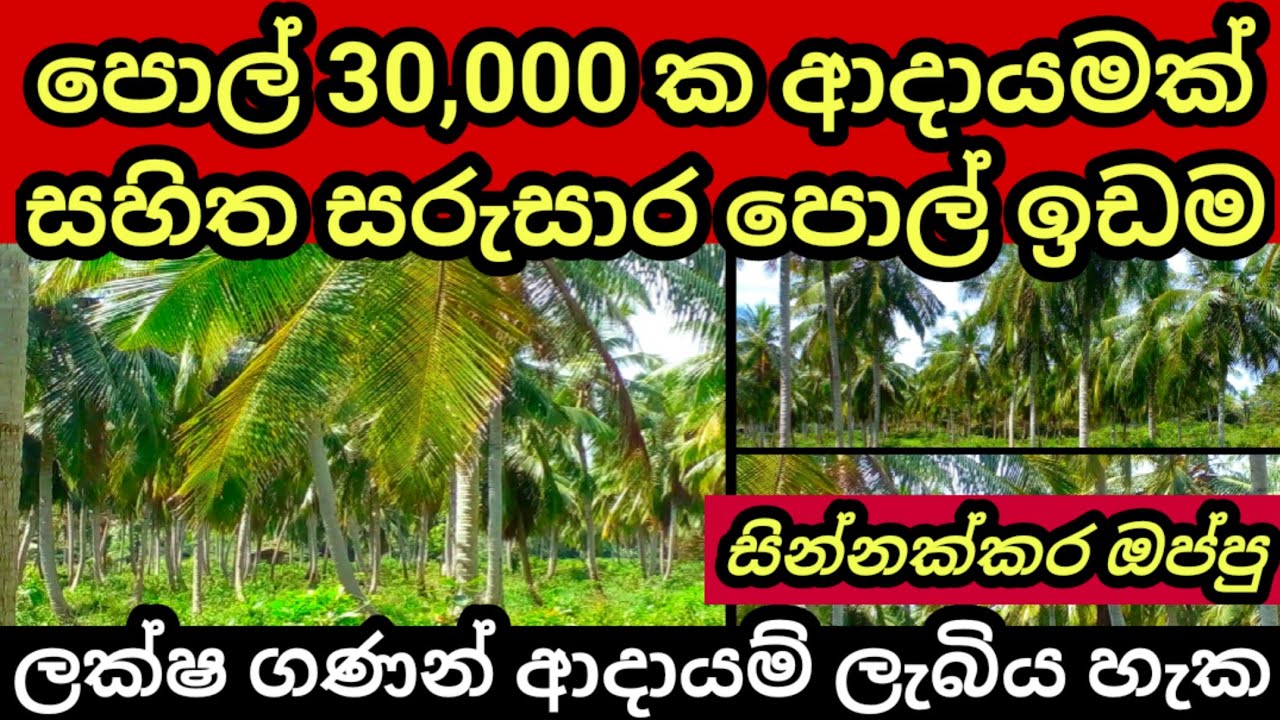 Coconut land Land for sale in sri lanka Aduwata idam Pol idam