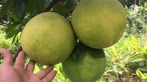 Bưởi soi hà (so sánh độ ngon của ba loại bưởi)#freesky