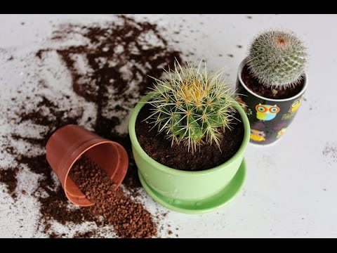 Как быстро и без проблем пересадить КАКТУС. Пересадка кактусов