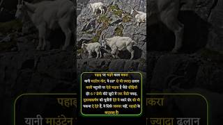 Mountain Goat Wildlife Nature Power Animal King Curious Goat #explore #wildlife #animals #facts