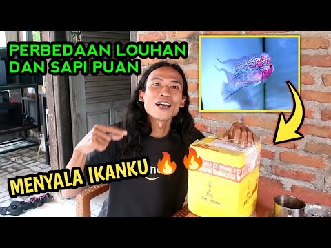 UNBOXING PAKET IKAN LOUHAN DARI SUBSCRIBER - Lihat isinya kaget bikin jantung berdebar sangat wow