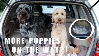 ARE MORE GOLDENDOODLE PUPPIES ON THE WAY?! | ELLIE & HARLOW'S ULTRASOUND DAY