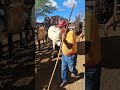 chegada do gado na véspera de feira em tabira pe 26/06/2026