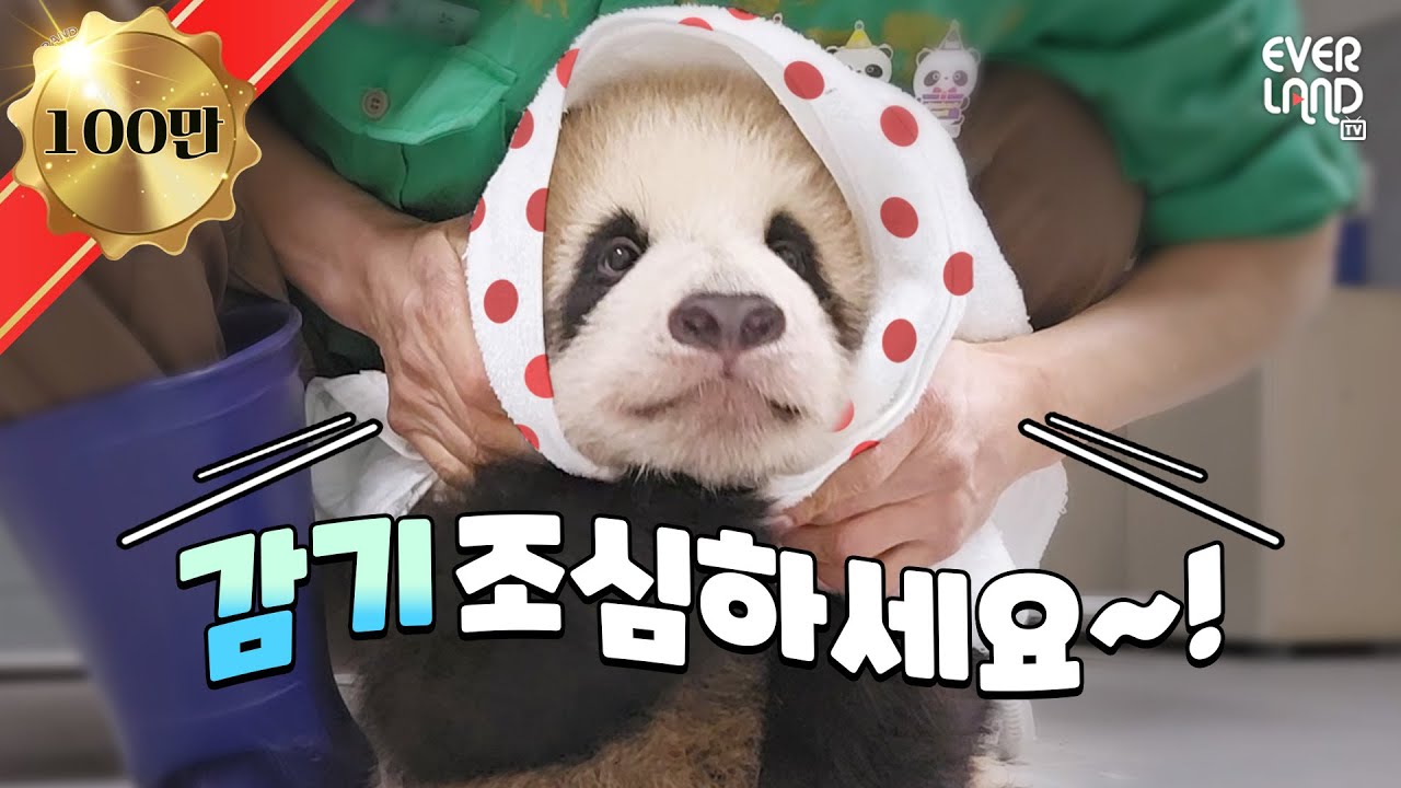 [ENG] 모든 아픔 싹-낫게 해드릴게요! 만병통치약 루이&후이💛 바깥 나들이에 신나버린 푸바오까지!│#판다와쏭 #136