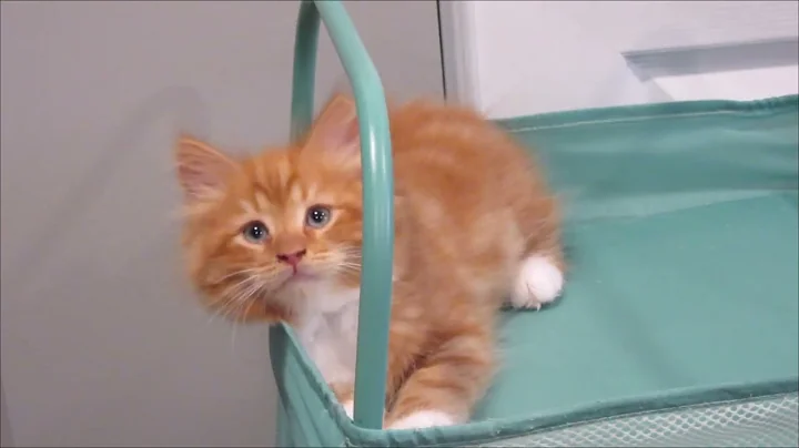 Video 5861481: siberian cattery