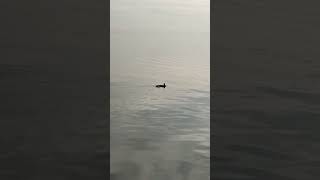 Утка 🦆 на Обском море 🌊 The duck 🦆 on the Ob sea ⛵