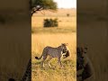 #toysandanimals #animals #animallife