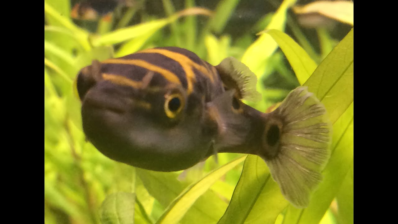 Puffer fish - Freshwater aquarium - YouTube