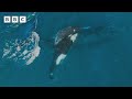 Orcas KIDNAP a baby whale 🐋 | Mammals - BBC