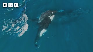 Orcas KIDNAP a baby whale  | Mammals  BBC