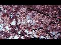 春はすぐそこ【MV】- Ryo'LEFTY'Miyata, cross-dominance, ASH, 吉田山田, 上野大樹, 友希