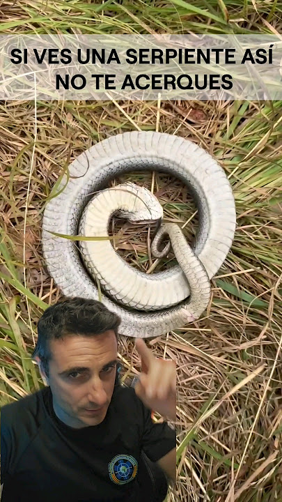 Si ves una serpiente así, no te acerques.#curiosidades #supervivencia #emergencia