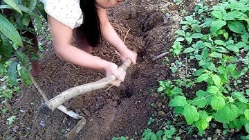 Nhổ Sâm dây dưới chân núi Ngọc Linh