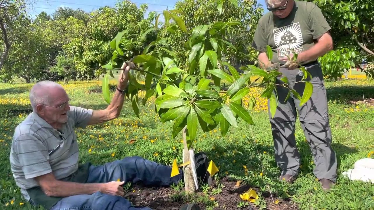 Staking Mango Tree to Control Height