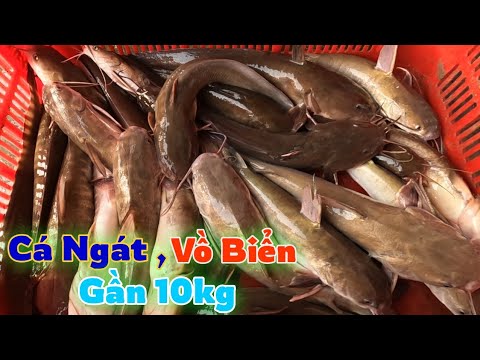 Video Chuyến Câu Giăng May Mắn Trúng Cả Bầy Cá Ngát vs Vồ... - youtube