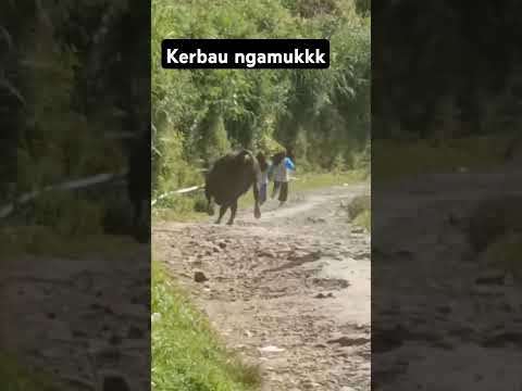 kerbau ini ngamuk gara² disebut kambing #videoshort #vidiolucu #vidiongakak