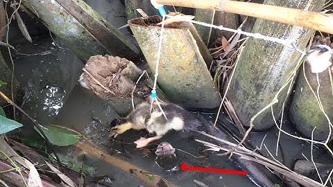 Câu cá lóc nhấp cá bằng vịt con, chiêm ngưỡng pha bay táp khỏi mặt nước đẹp mắt cận cảnh, hấp dẫn