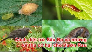 Cách diệt trừ Sâu Bọ và những Kẻ Thù có hại cho Vườn Rau