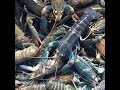 Australian Red Claw (ARC) Crayfish or Freshwater Lobster