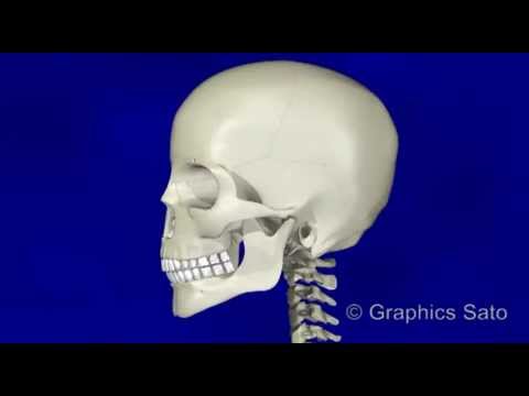 頭蓋骨 頭部 人体 の骨 Bone Head の3d Cg アニメ Youtube