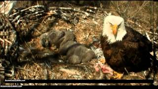 Minnesota DNR Eagle Cam, 28 March 2015, 13:30.  Feeding.