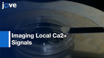 Imaging Local Ca2+ Signals In Cultured Mammalian Cells l Protocol Preview