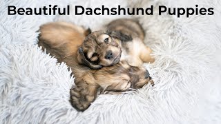 They Have Grown So Much! Dixie's Gorgeous Long-Haired Shaded Cream Puppy Dachshund's!