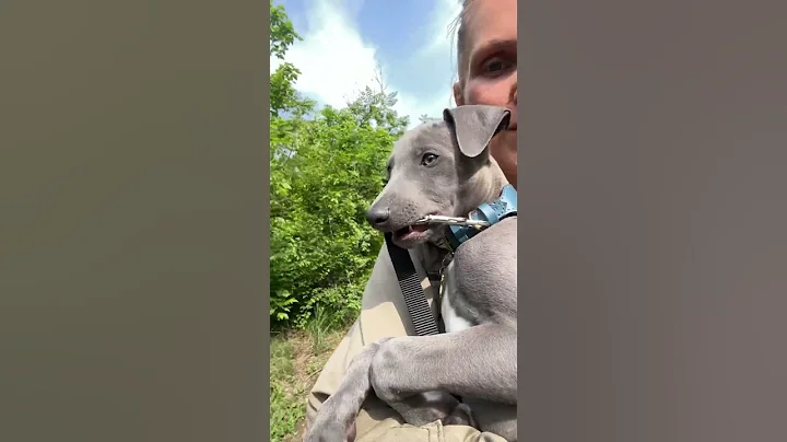 Puppy WHIPPET ❤️ #shorts #puppy #dog #dogs
