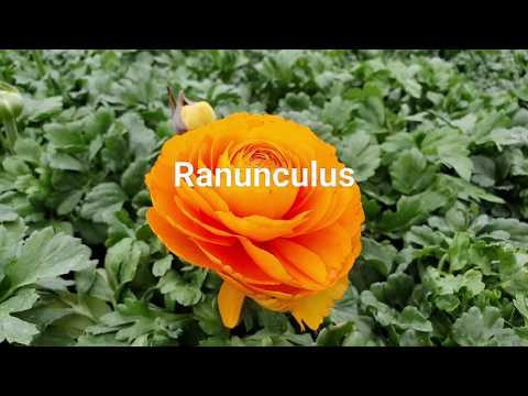 Video: Kako posaditi ranunculus? Ranunculus cvijeće: sadnja i njega