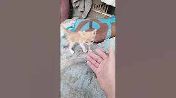 ياسمينة والعاب عند الزرع احلام المساء قطقوطي Trending قطط ياسمينةcat Explore 