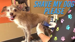 11 Year Old Chipoo - How to Get All the Fly Aways!!