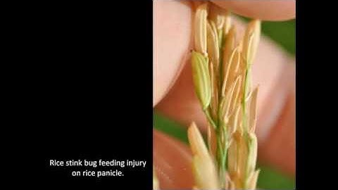 Rice Insects: Rice Stink Bug