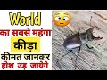 दुनिया का सबसे महंगा कीड़ा/stag beetle/rare insects/