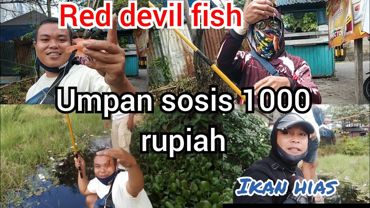 Mancing ikan red devil umpan sosis 1000 an