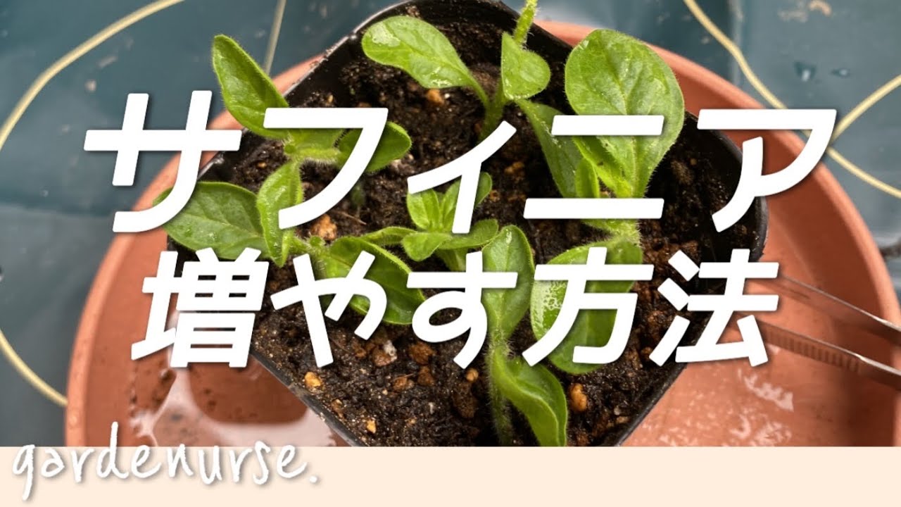 Cuttings] How to take cuttings even beginners can do | Safinia
