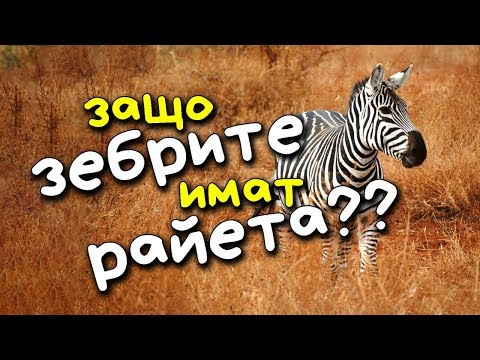 Видео: Защо зебрата е райета