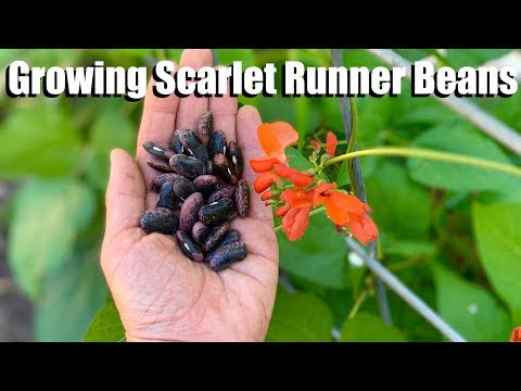 Video: About Scarlet Runner Beans - Khi nào tôi có thể trồng cây nho Scarlet Runner Bean