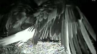 Decorah Eagles - Mom Spooked by something Part 1