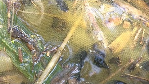 Câu cá lóc bằng vịt, ổ trứng siêu khủng và các pha táp liên tục cận cảnh hấp dẫn, lên hugo ruộng