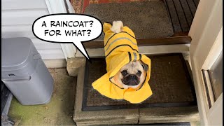 Pugs in Raincoats