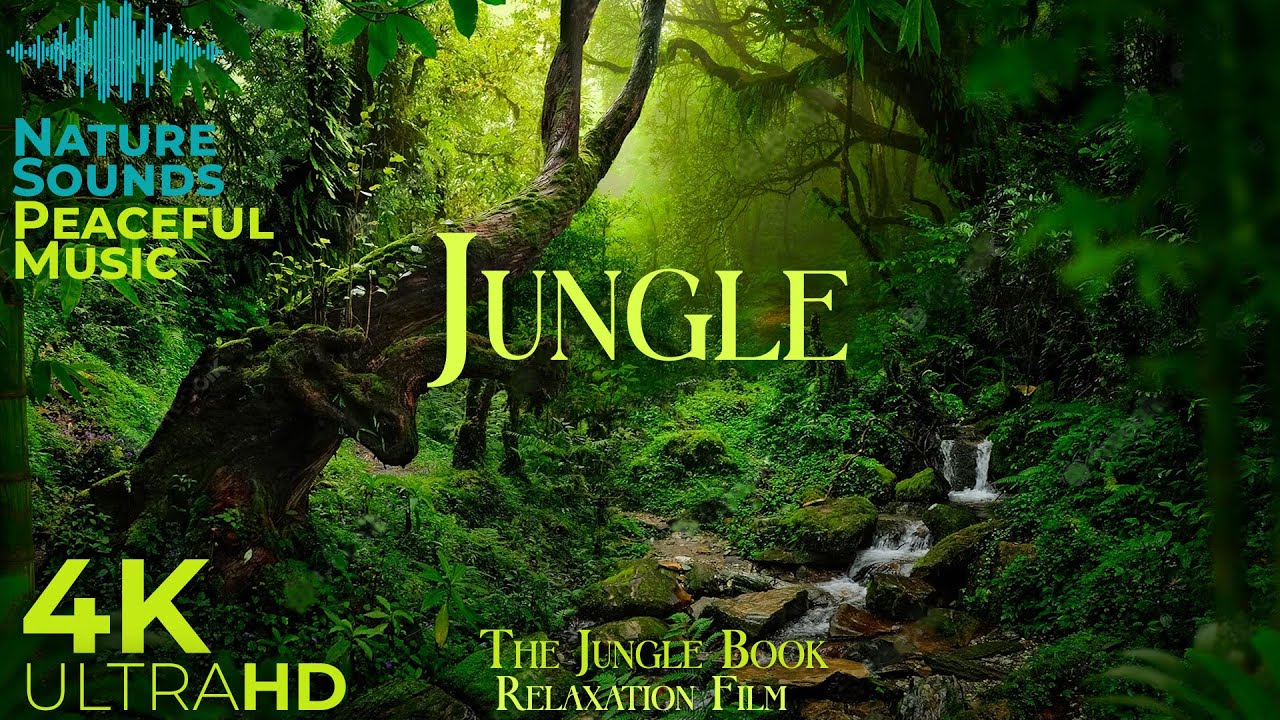 JUNGLE 4K • Scenic Relaxation Film with Peaceful Relaxing Music