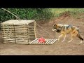 Pig Trap Using Branches Bamboo With Deep Hole