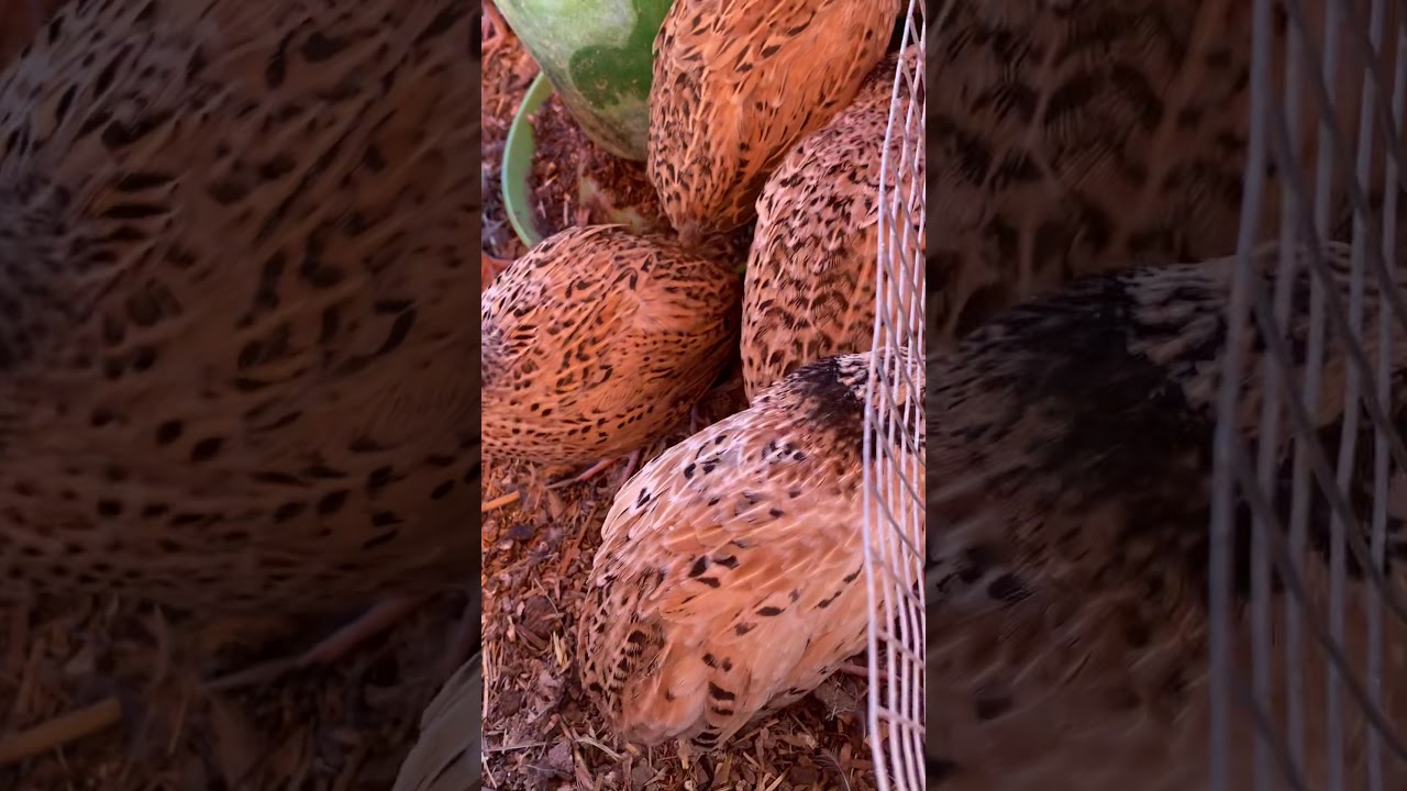 Getting more quail eggs now! - YouTube