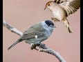 صوت عصفور التين للصيد المحترف Blackcap Calling Sound For Pro Hunting تيان عصفور التين صيد الطيور 